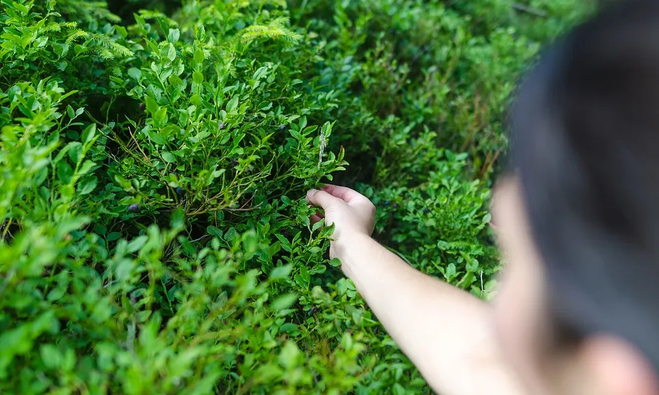 El Consell d'Europa recomana reforçar les inspeccions de treball en els sectors domèstic i agrícola.