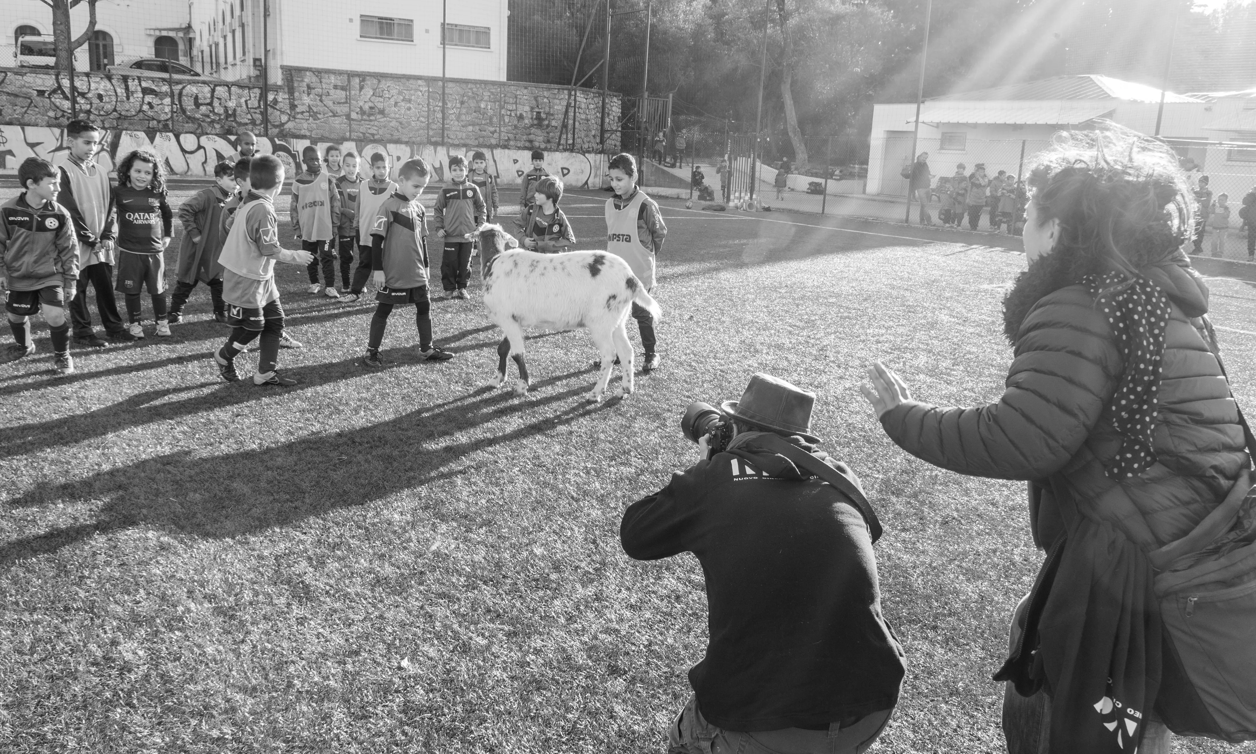 La cabra d'una gitana és la protagonista de Cellenueve