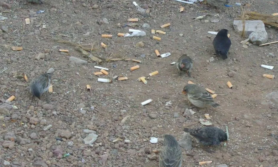 Les entitats que vulguin participar en la "colillaton" poden inscriure's a través de facebook i eventbrite