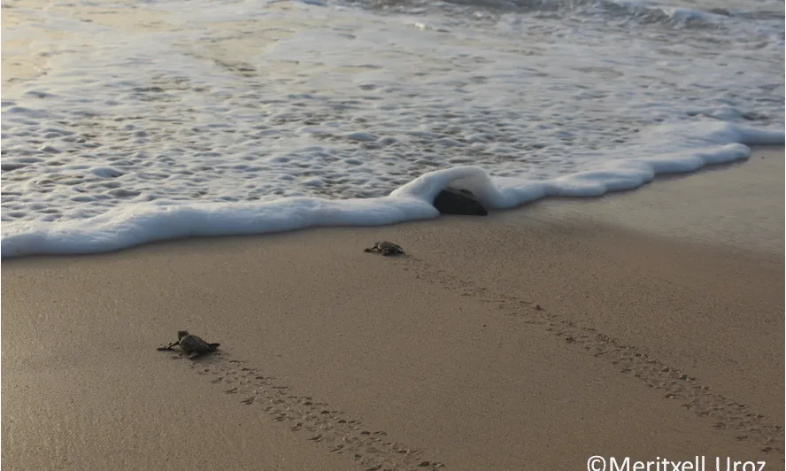 El projecte de divulgació científica "Caretta a la vista" de la UVic-UCC proporciona informació sobre la tortuga babaua a ciutadania i entitats ambientals  