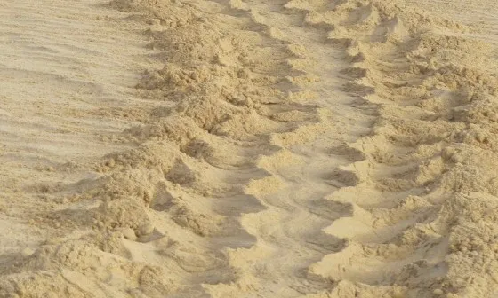 Els voluntaris i les voluntàries han de controlat l'aparició de rastres de tortuga en les platges