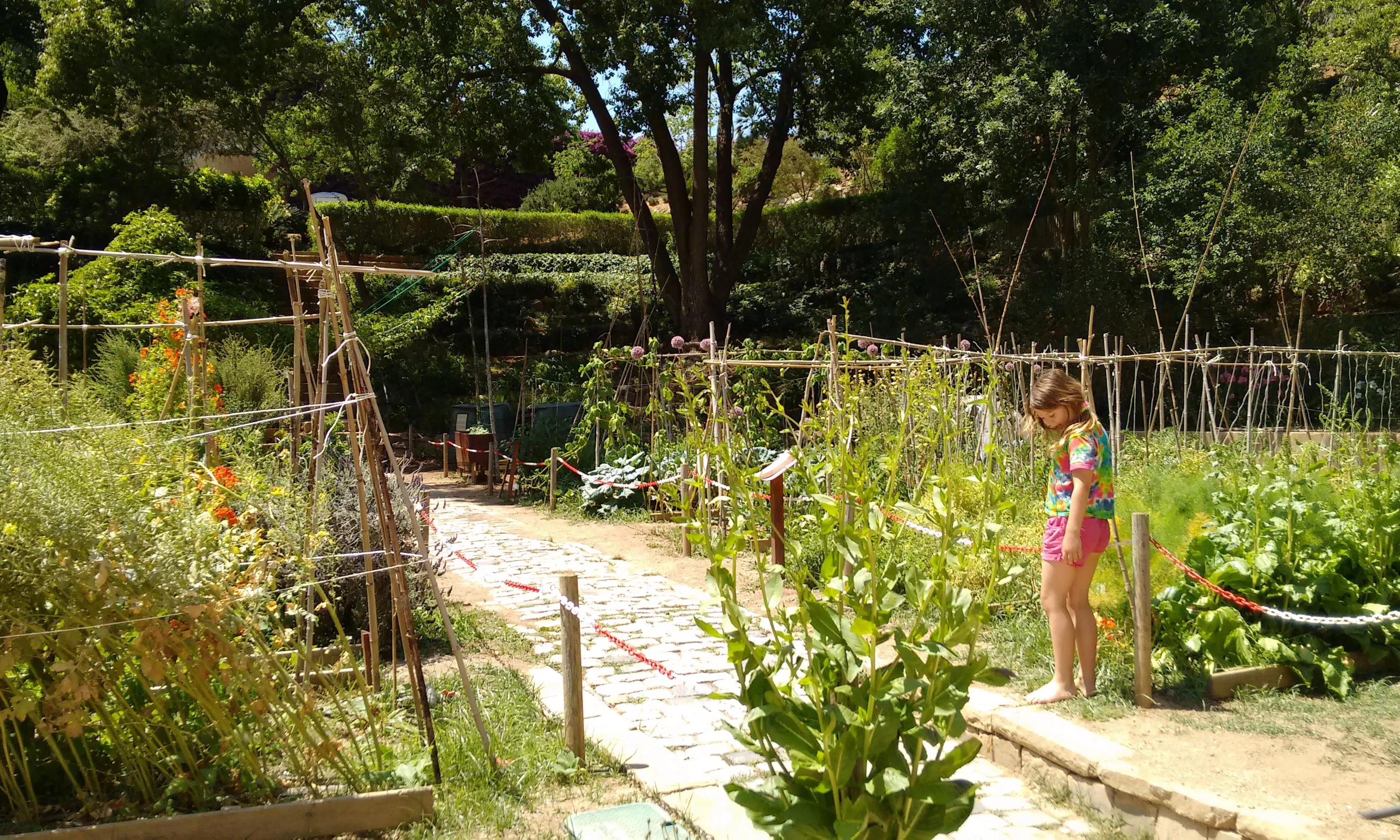 L'hort de la masia del Jardí Botànic Històric de Barcelona