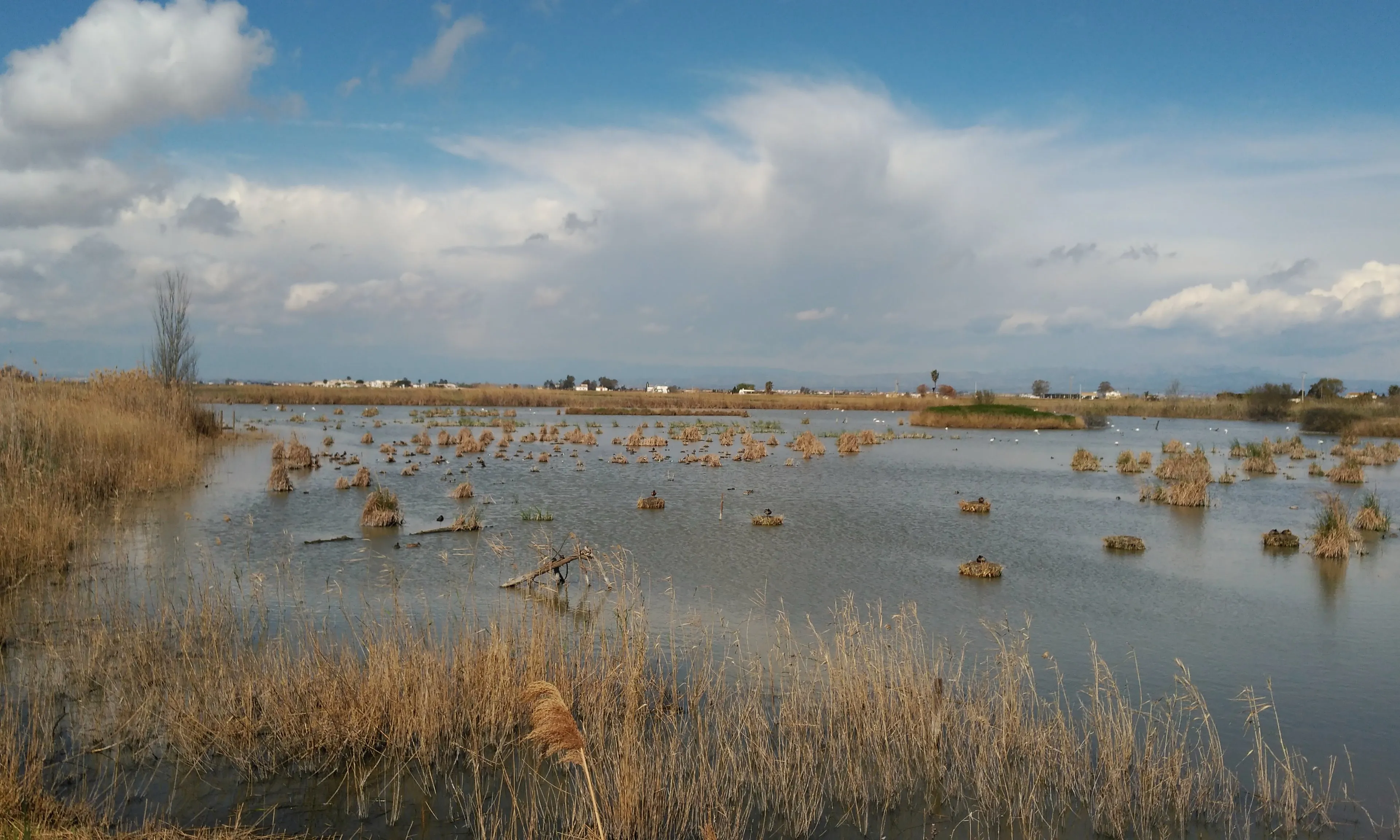 Imatge de la llacuna de Riet Vell, en custòdia amb Seo Bird Life