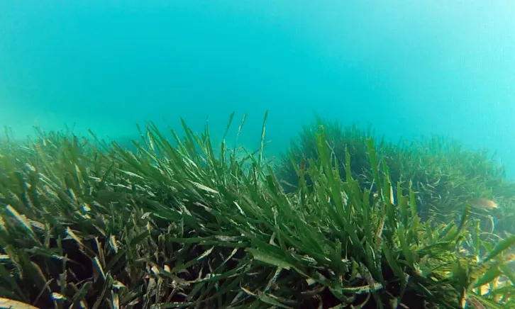 Prada de posidònia