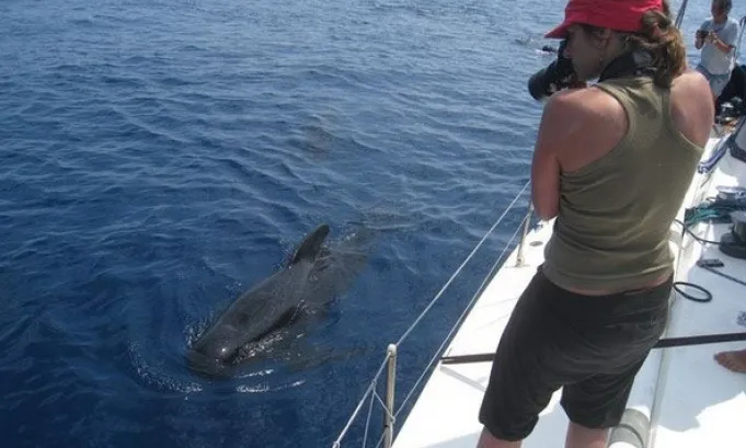 Una dona fotografia una petita balena des d'un veler