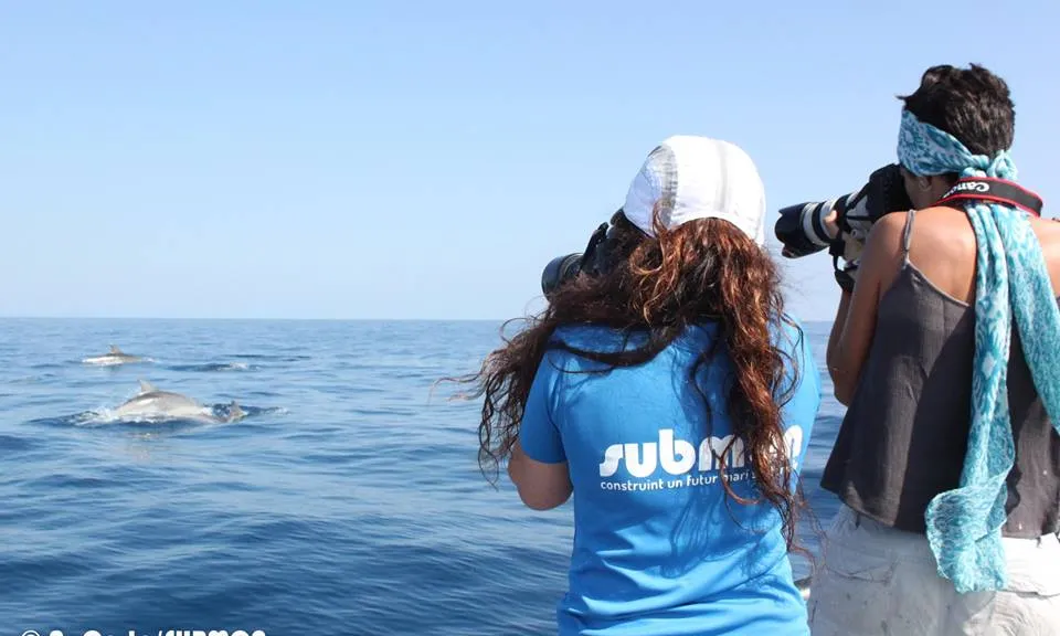Submon realitza projectes de seguiment de fauna i flora marina, estudis de distribució, estimes de població i seguiment d'espècies protegides.