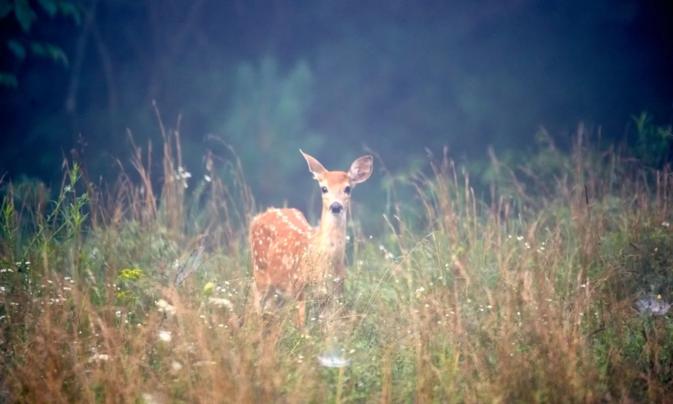 S'ha de gestionar de manera sostenible els boscos, lluitar contra la desertificació i detenir la degradació de les terres i la pèrdua de biodiversitat. Font: Unsplash.