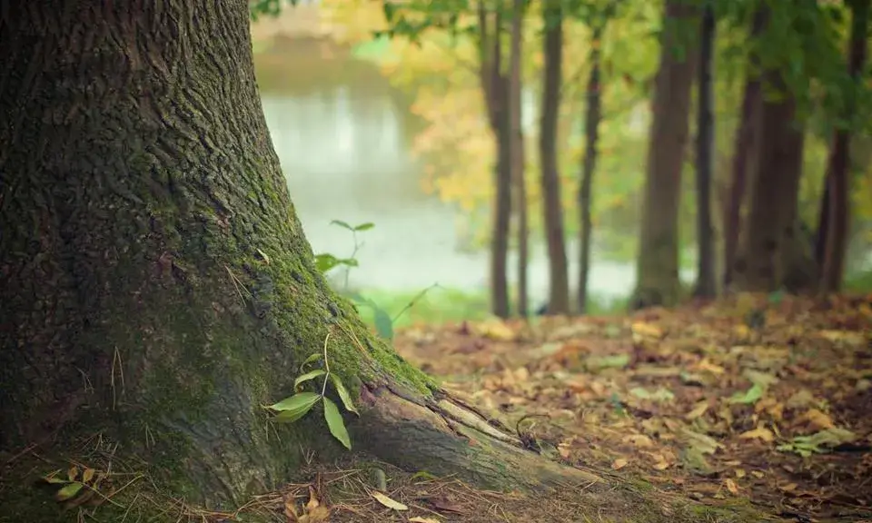 La quarta edició del postgrau Significats i Valors Espirituals de la Natura inicia el 15 de febrer de 2019