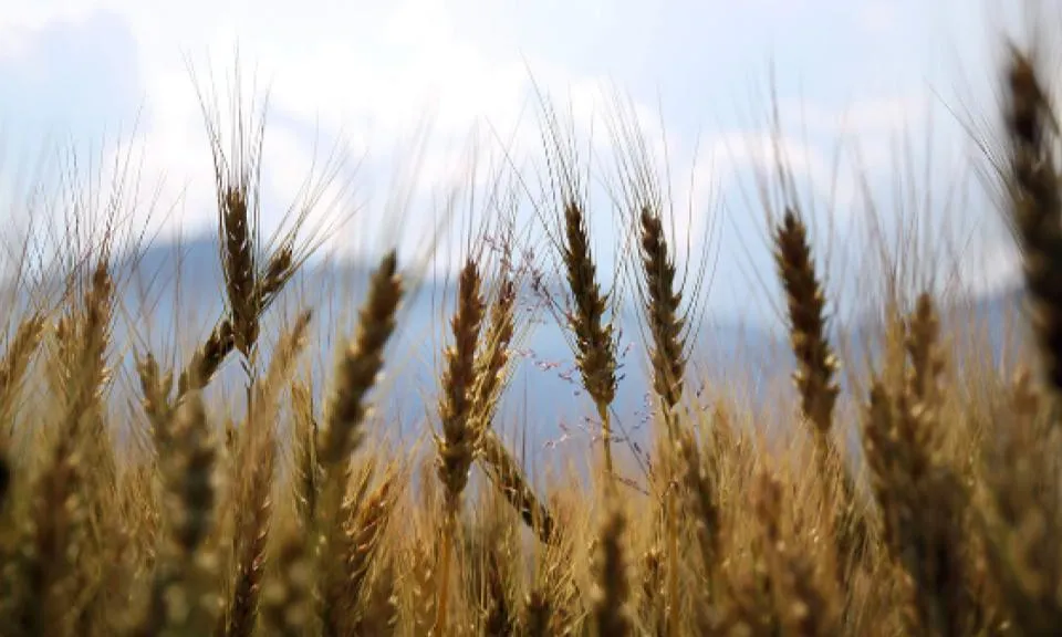 L'anuari de la sobirania alimentària es pot consultar en línia.