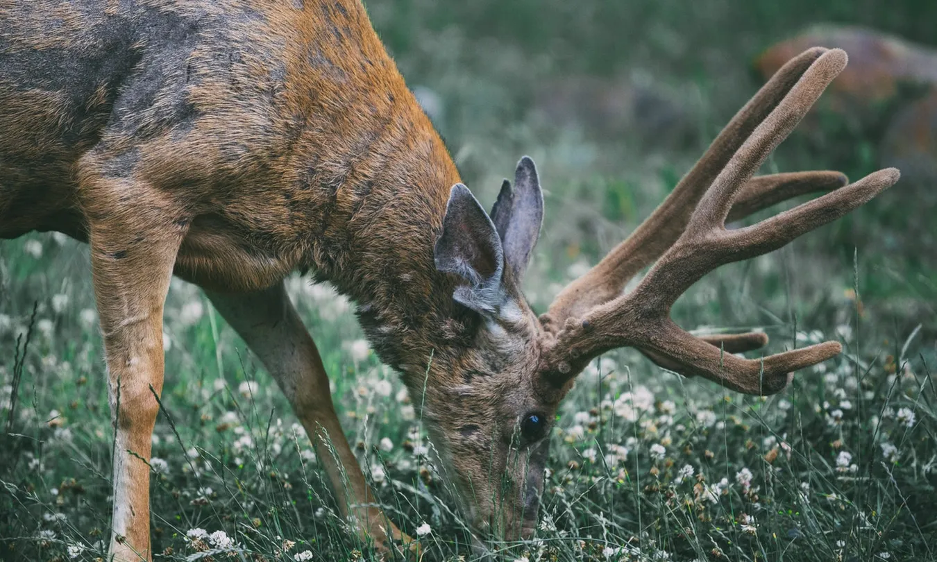 La caça d'espècies autòctones com els senglars o els cérvols encara són legals en tot l’Estat espanyol. Font: Unsplash.
