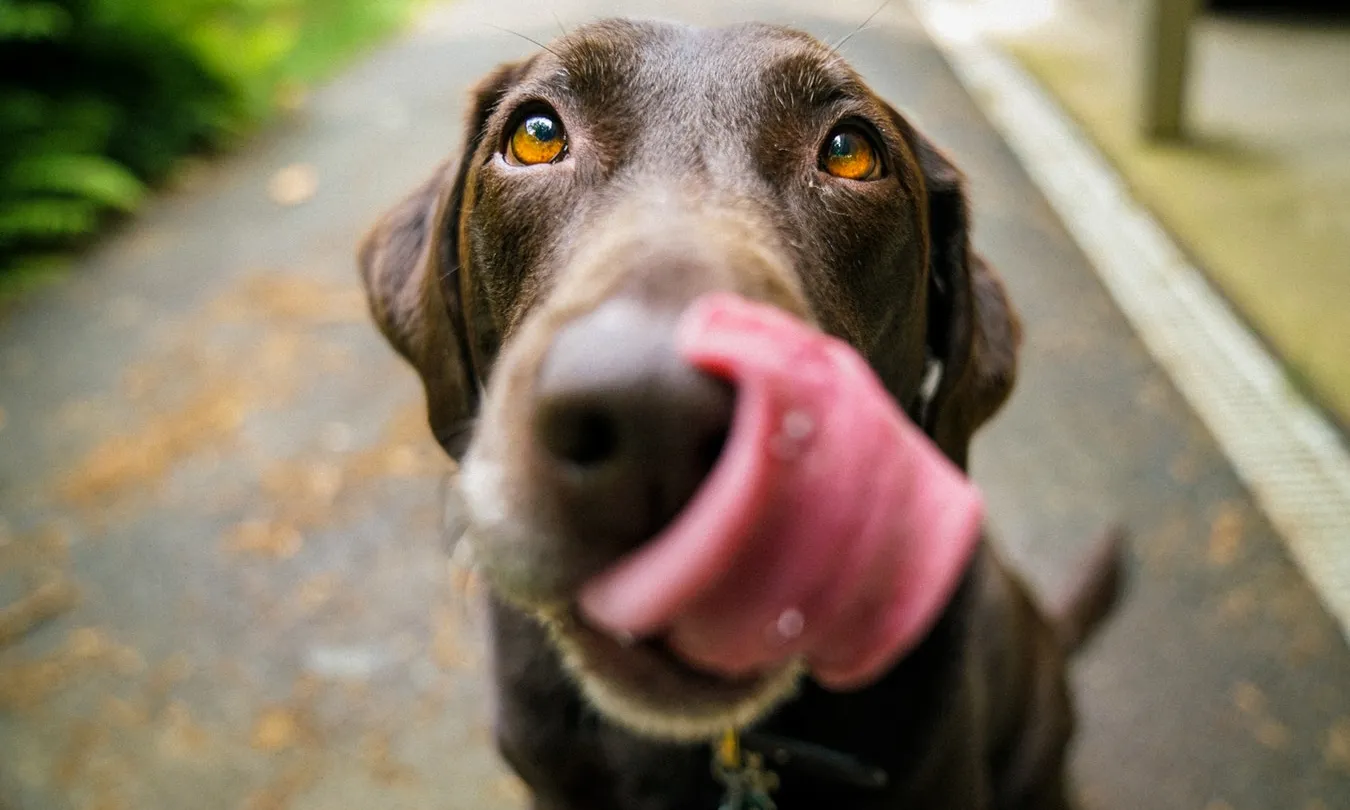 Arran del cas de la gossa Sota, l'Ajuntament ha decidit formar la guàrdia urbana en el 'llenguatge corporal' dels animals. Font: Unsplash.