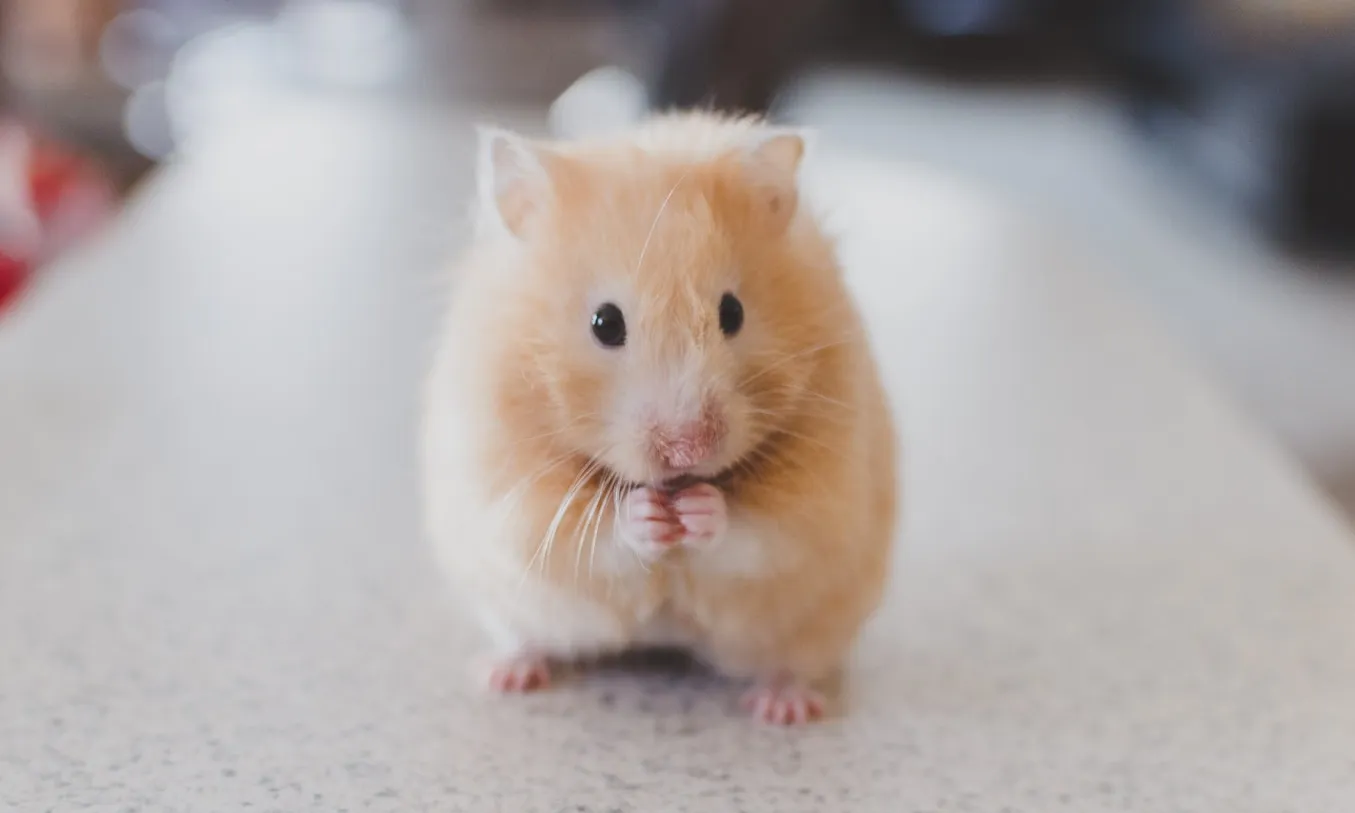 Existeixen mètodes alternatius com tècniques amb cèl·lules mare o cultius in vitro per no experimentar amb animals. Font: Unsplash.