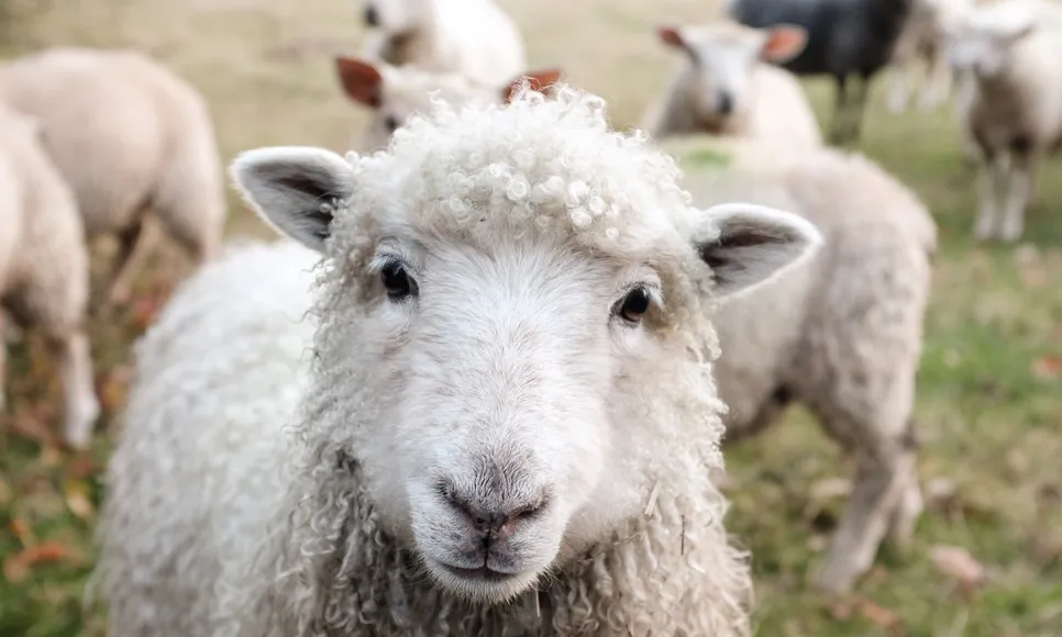 Tot animal de treball té dret a gaudir d'un límit en el temps i en la intensitat del seu treball. Font: Unsplash.