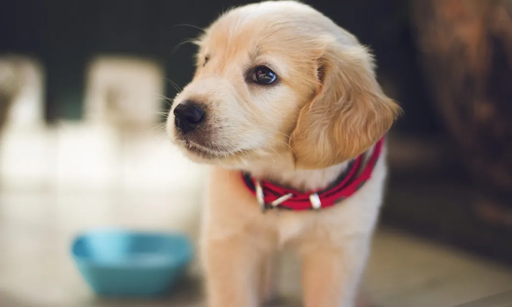 Les gosseres vulneren els drets dels animals. Font: Unsplash.