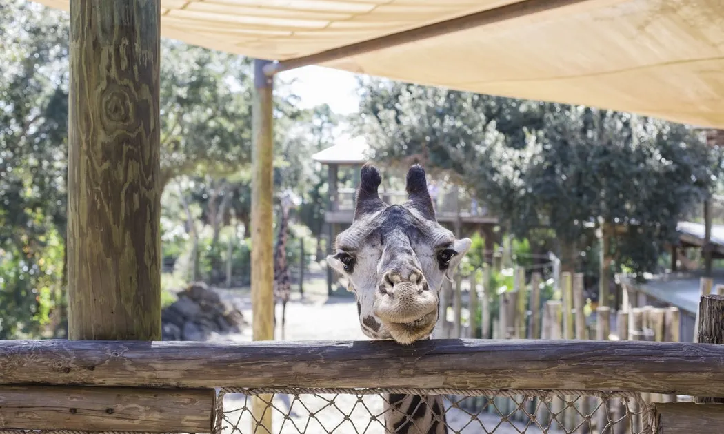 Les espècies dels zoològics sempre han de ser autòctones. Font: Unsplash.