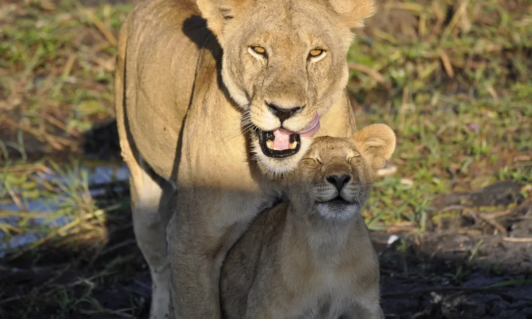 Un zoològic ha de prioritzar per davant de tot la seva tasca conservacionista. Font: Unsplash.