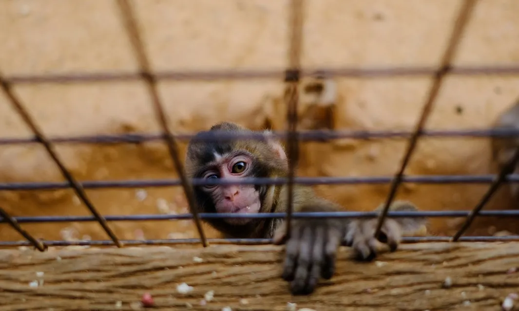 Un zoològic ha de prioritzar per davant de tot la seva tasca conservacionista. Font: Unsplash.