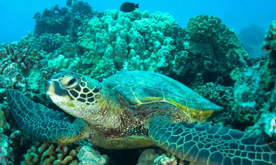 Al 2018, el centre va rescatar 69 tortugues marines. Font: Unsplash.