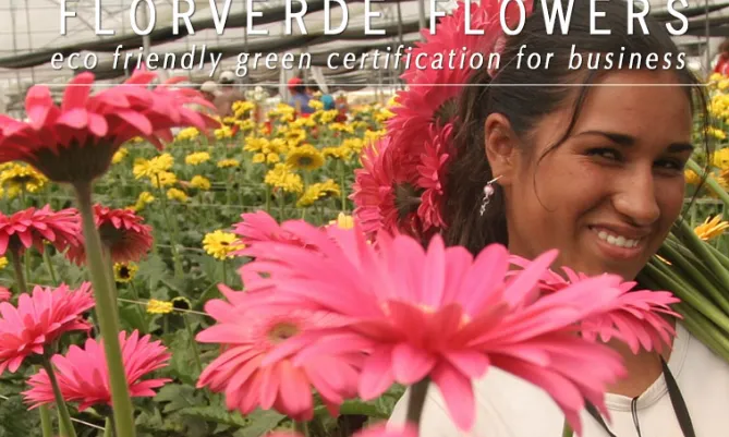 Florverde Sustainable Flowers (FSF) és una certificació independent per assegurar que les roses i altres flors estan cultivades sota estàndards de qualitat social ambiental i produïdes de forma responsable.