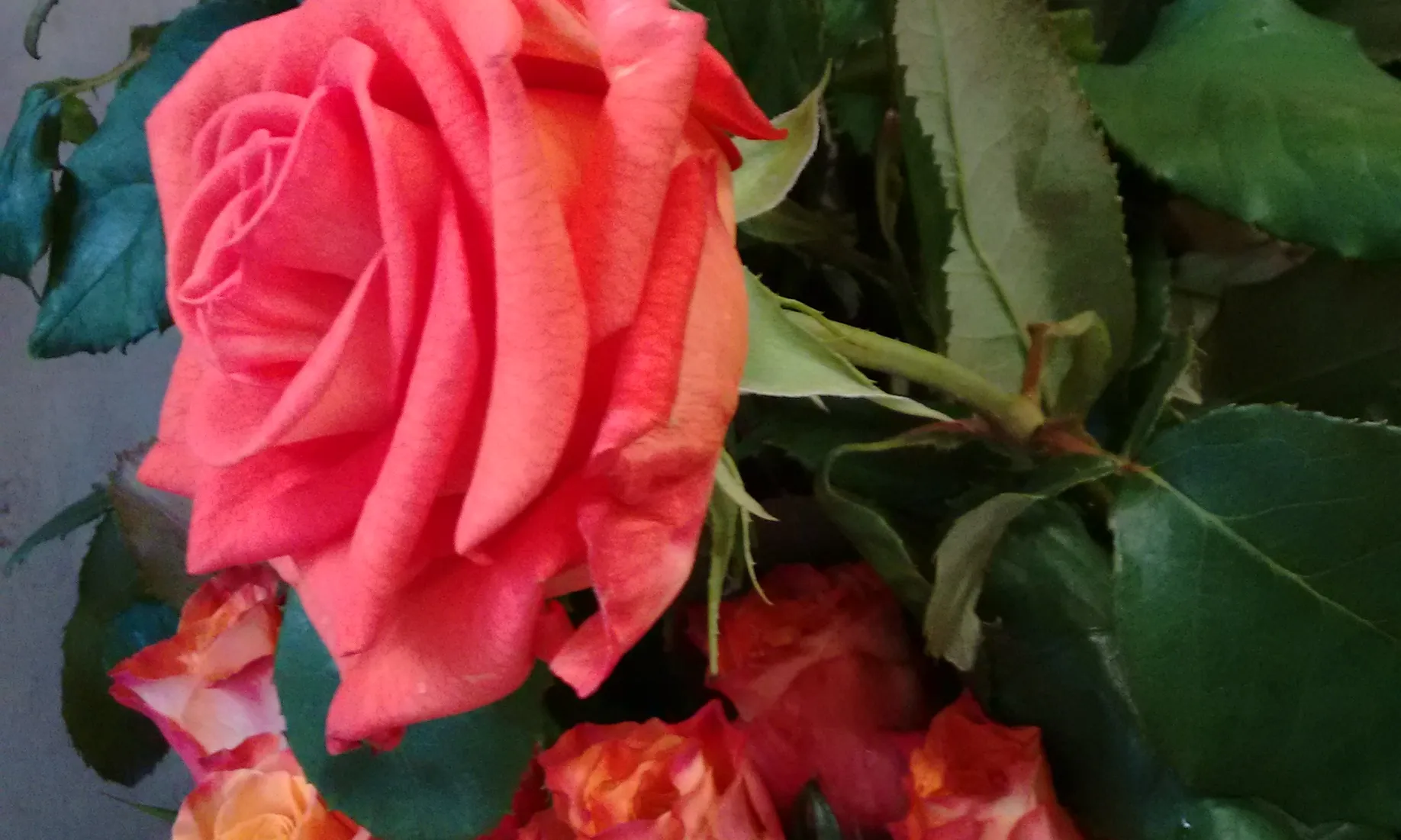 La campanya Roses Sense Espines vol fer reflexionar sobre el que hi ha darrera la producció i consum de roses