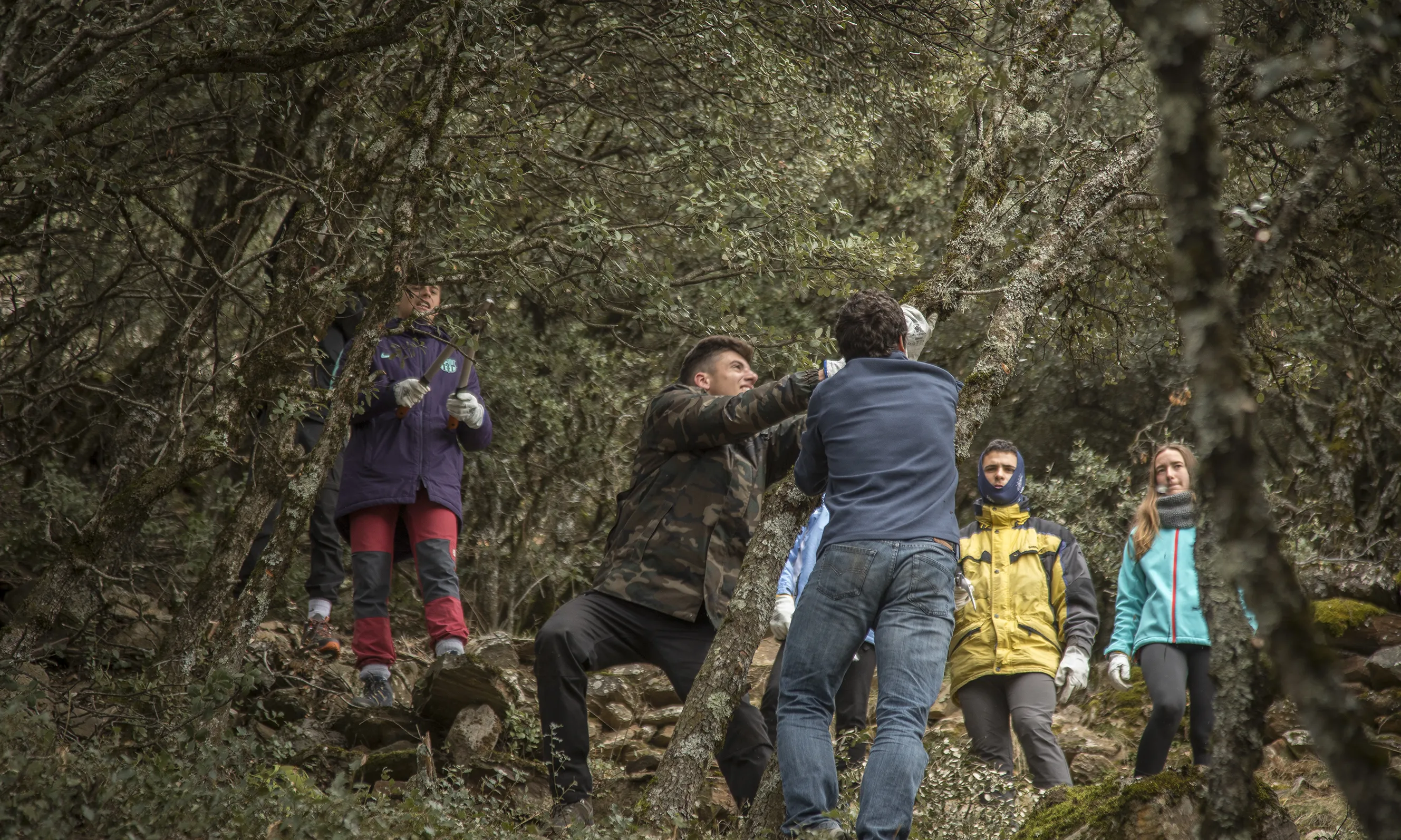 Projecte Boscos de Muntanya per a joves