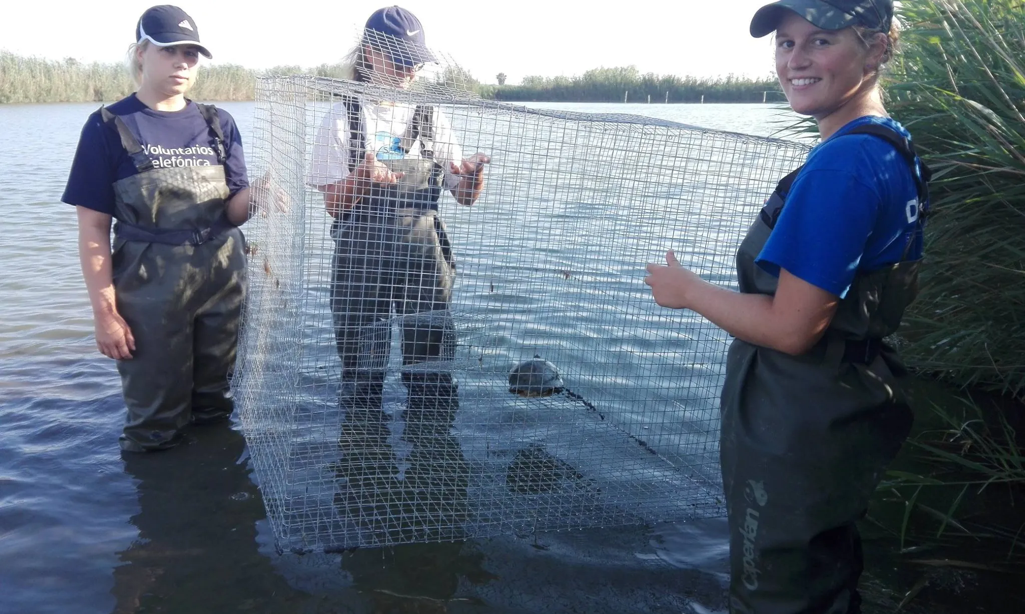 Es poden fer estades de voluntariat ambiental a la reserva de Riet Vell al Delta de l'Ebre en qualsevol moment de l'any.