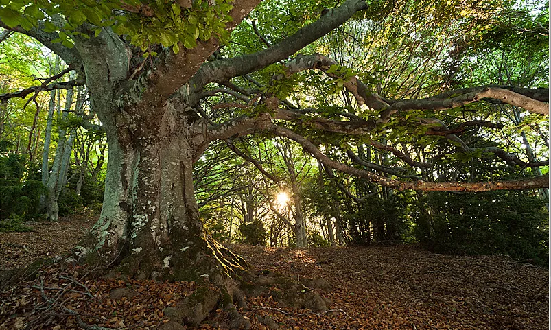 La fageda de Milany és un bosc madur d'alt valor ecològic