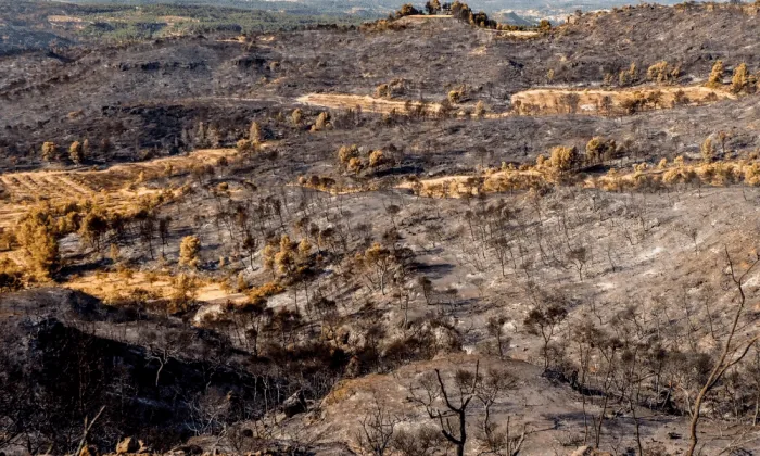 Rebrotem, la iniciativa solidària per fer front a l'incendi de la Ribera d'Ebre