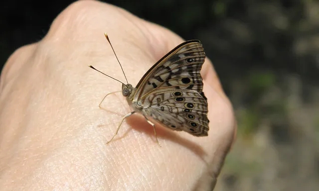 Fotografia d'una papallona en una mà. 