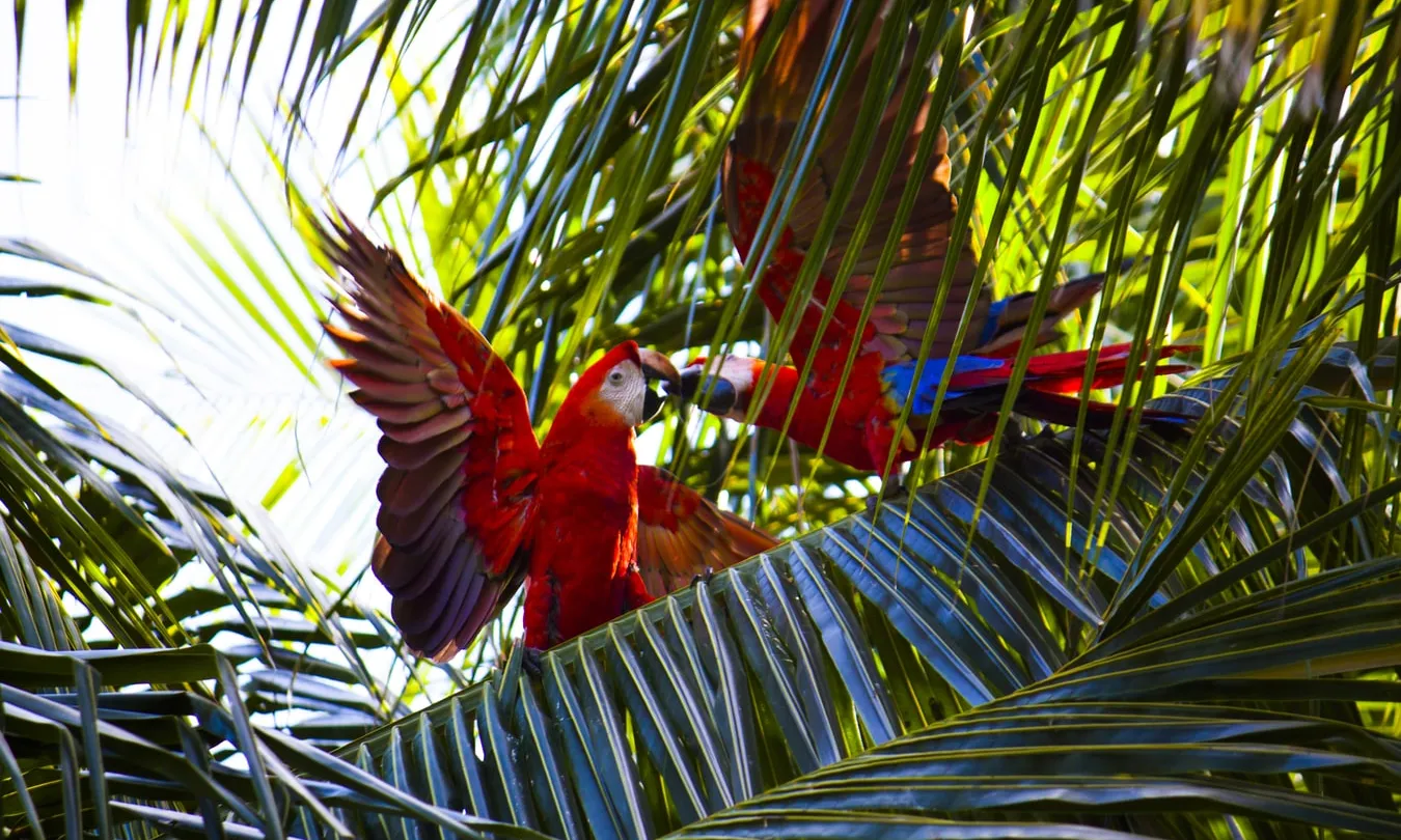 A l'Amazònia es concetra el 10% de la biodiversitat de tot el món. Font: unsplash.