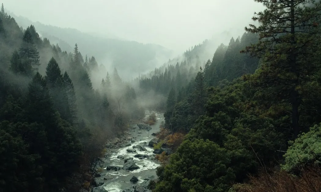 En termes psicològics, els boscos ajuden a crear un major benestar i un major confort. Font: Unsplash.