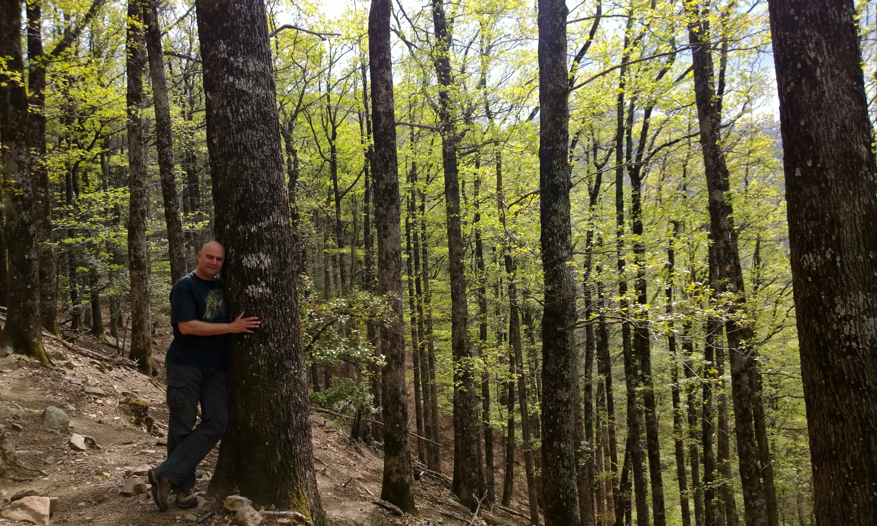 A l’actualitat hi ha una xarxa pilot de 10 boscos amb finalitat terapèutica i de cara al 2021 es pretén que s’operi en més de 20 boscos. Font: Jaume Hidalgo.