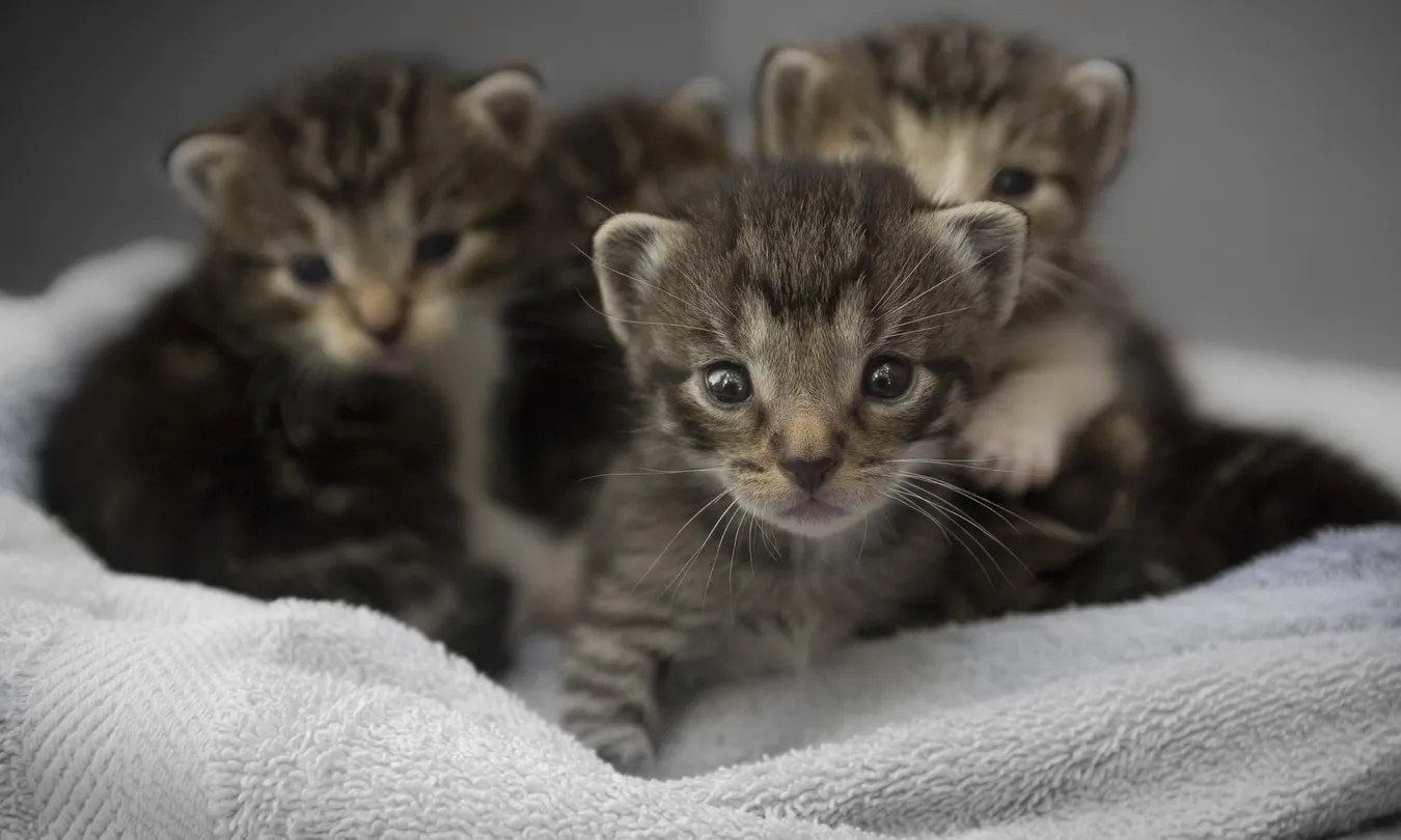 Des de principis d’any, s’han fet un total de 568 adopcions, 308 gossos i 260 gats. Font: Unsplash.
