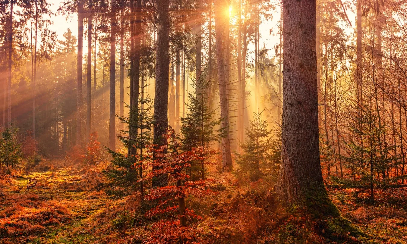 El congrés és un aliat alhora de custodiar boscos d’interès, genera un nou producte ecoturístic i serveis públics de salut i benestar. Font: Unsplash.