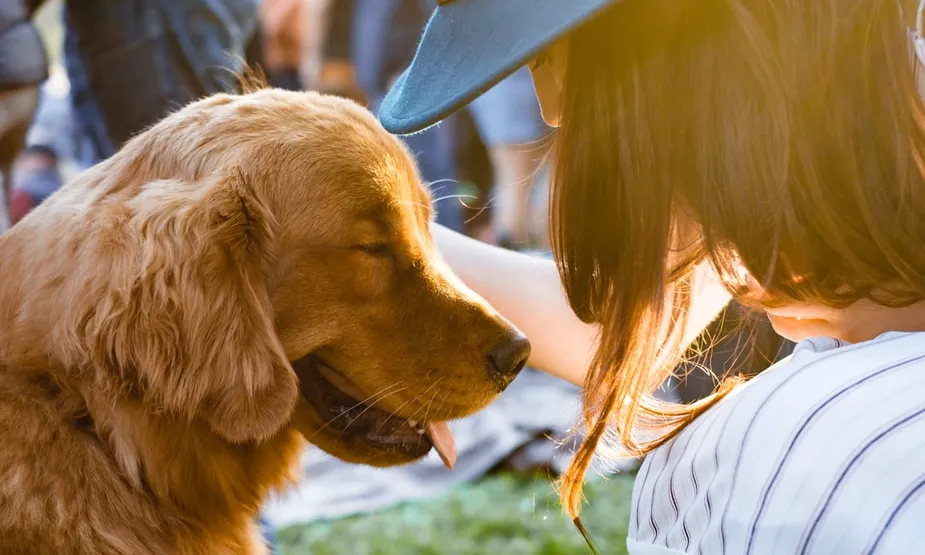 El centre d'acollida d'animals promouen les adopcions mitjançant programes generals de sensibilització. Font: Unsplash.