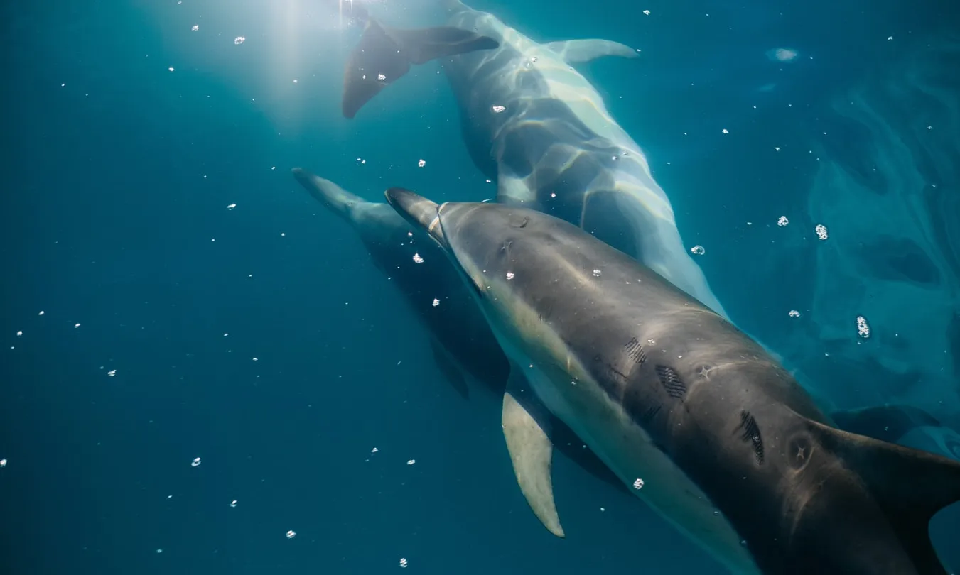 Un dels desitjos de FAADA és que deixin d'existir els delfinaris. Font: Unsplash.
