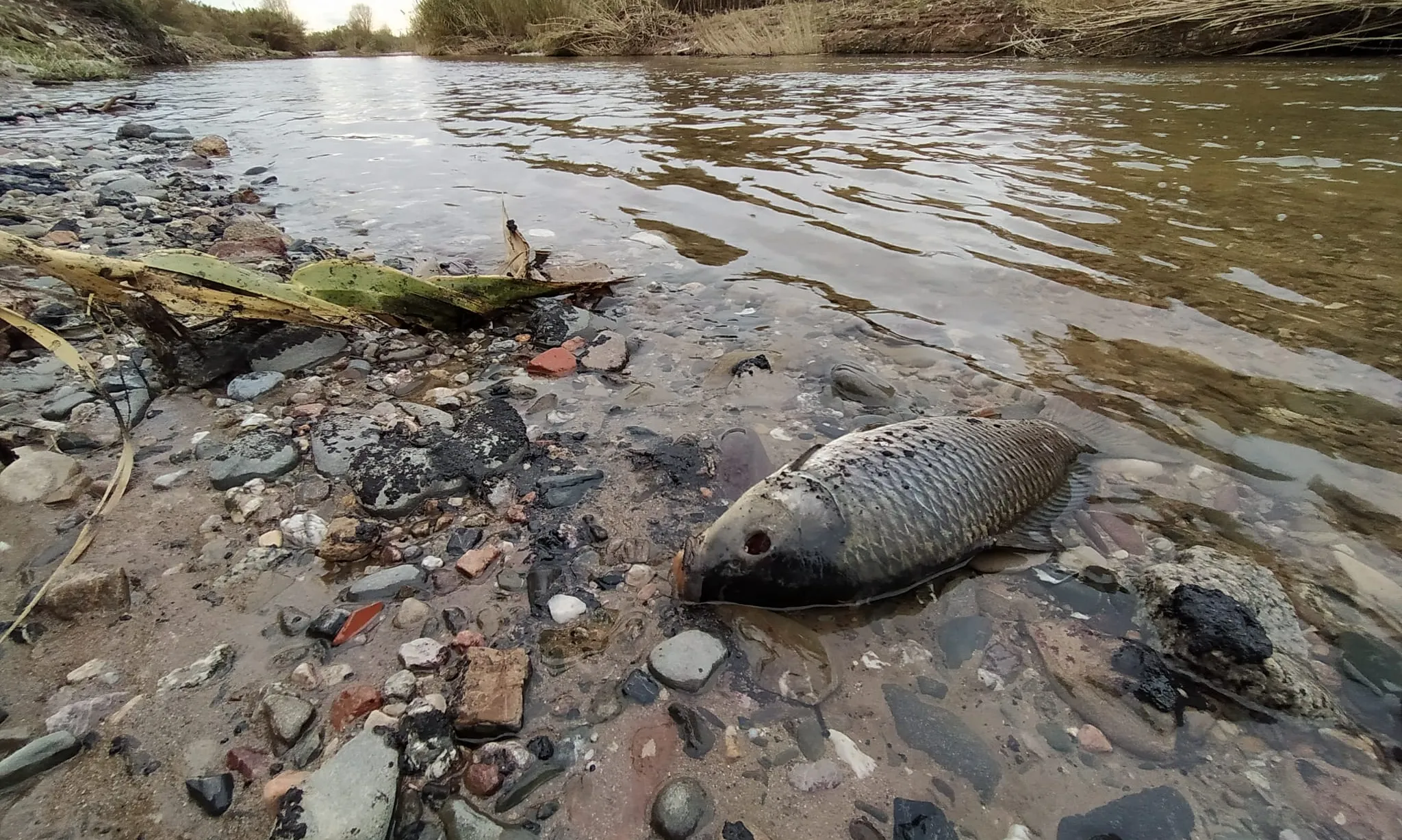 La contaminació de l'aigua ha causat la mort d'alguns peixos al Besòs