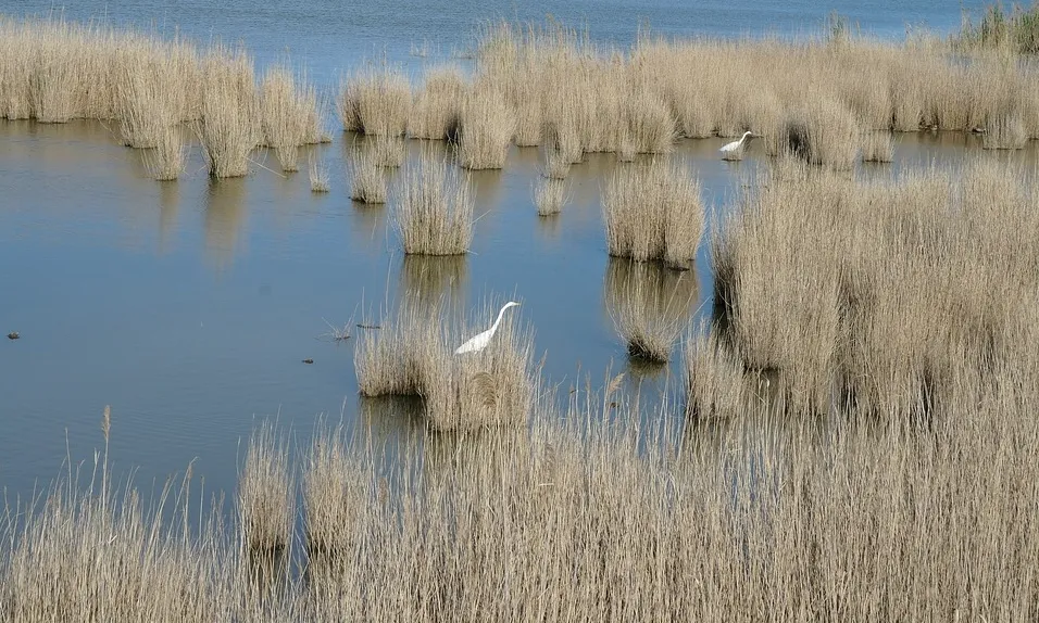 El Delta és una zona humida bàsica per la bona qualitat de vida d’animals i humans