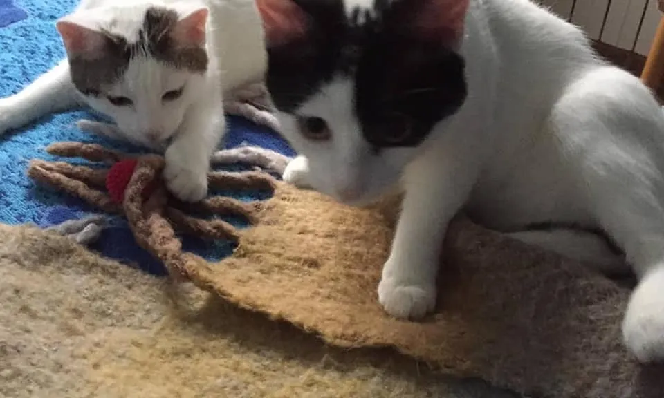 Gavà Gats, una nova entitat per la cura dels gats ferals de la zona, neix amb la voluntat de millorar el benestar d'aquests animals.