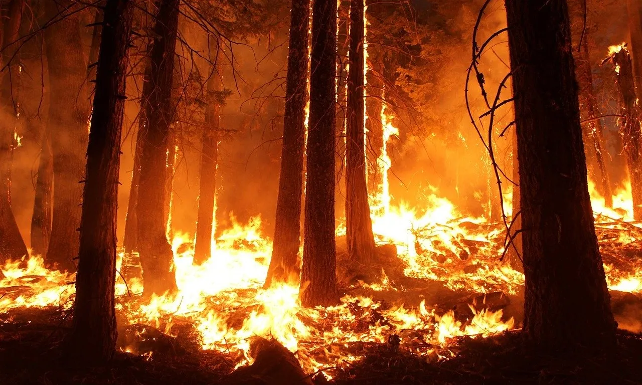 Ja han cremat més de 10 hectàrees i han mort 28 persones.