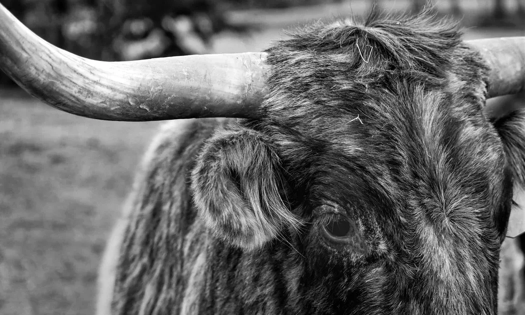A Catalunya existeixen 450 correbous, molts d'ells a les Terres de l'Ebre. Font: Unsplash.