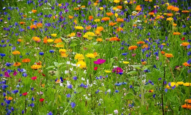 Ajuts de la Fundación Biodiversidad per a l'avaluació de l'estat de la biodiversitat terrestre 2020 Ajuts de la Fundación Biodiversidad per a l'avaluació de l'estat de la biodiversitat terrestre 2020