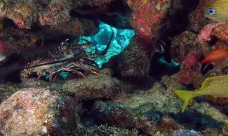 Ajuts de la Fundación Biodiversidad per a la conservació de la biodiversitat marina 2020