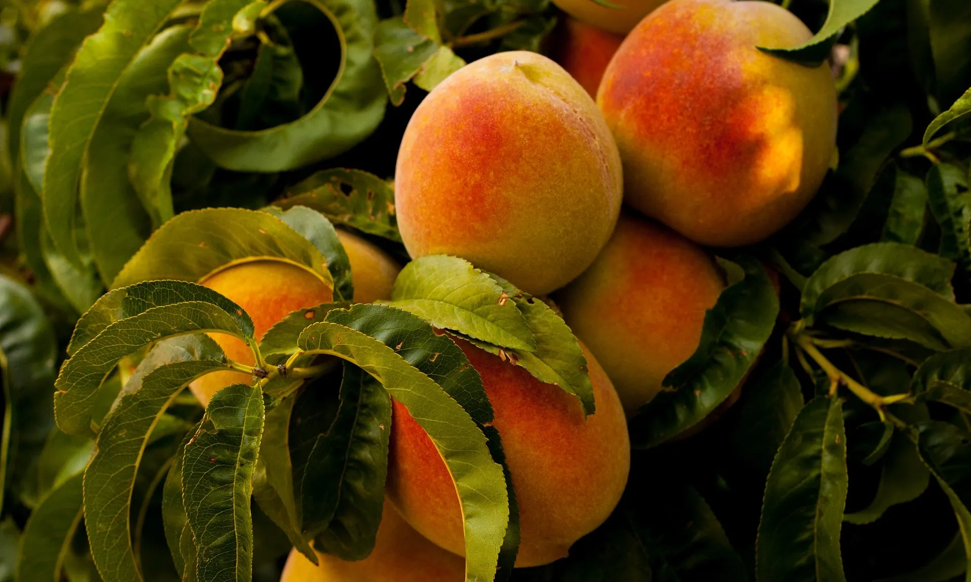 El préssec és una de les fruites que més els afecta la baixada de preus.