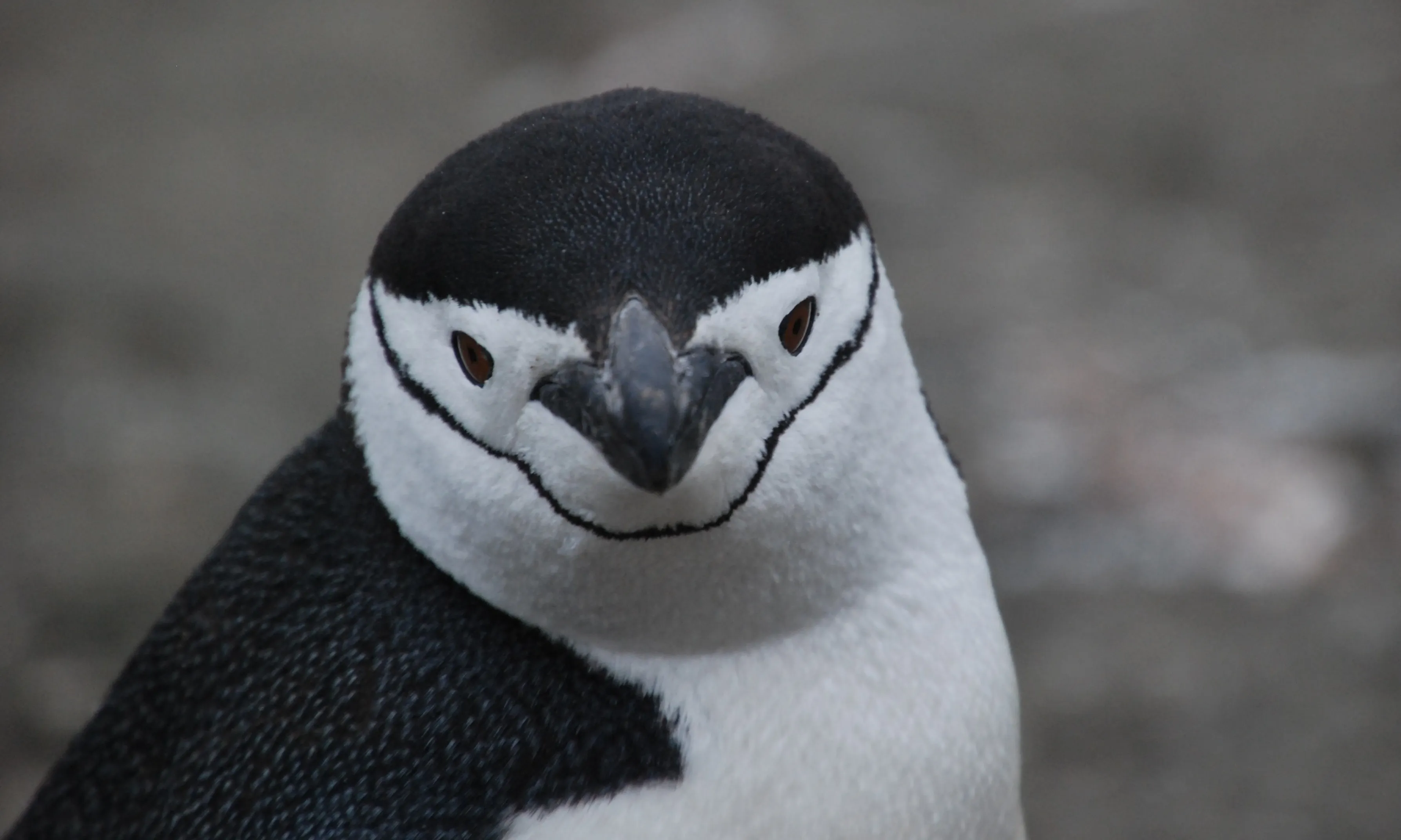El canvi climàtic amenaça la supervivència dels pingüins.