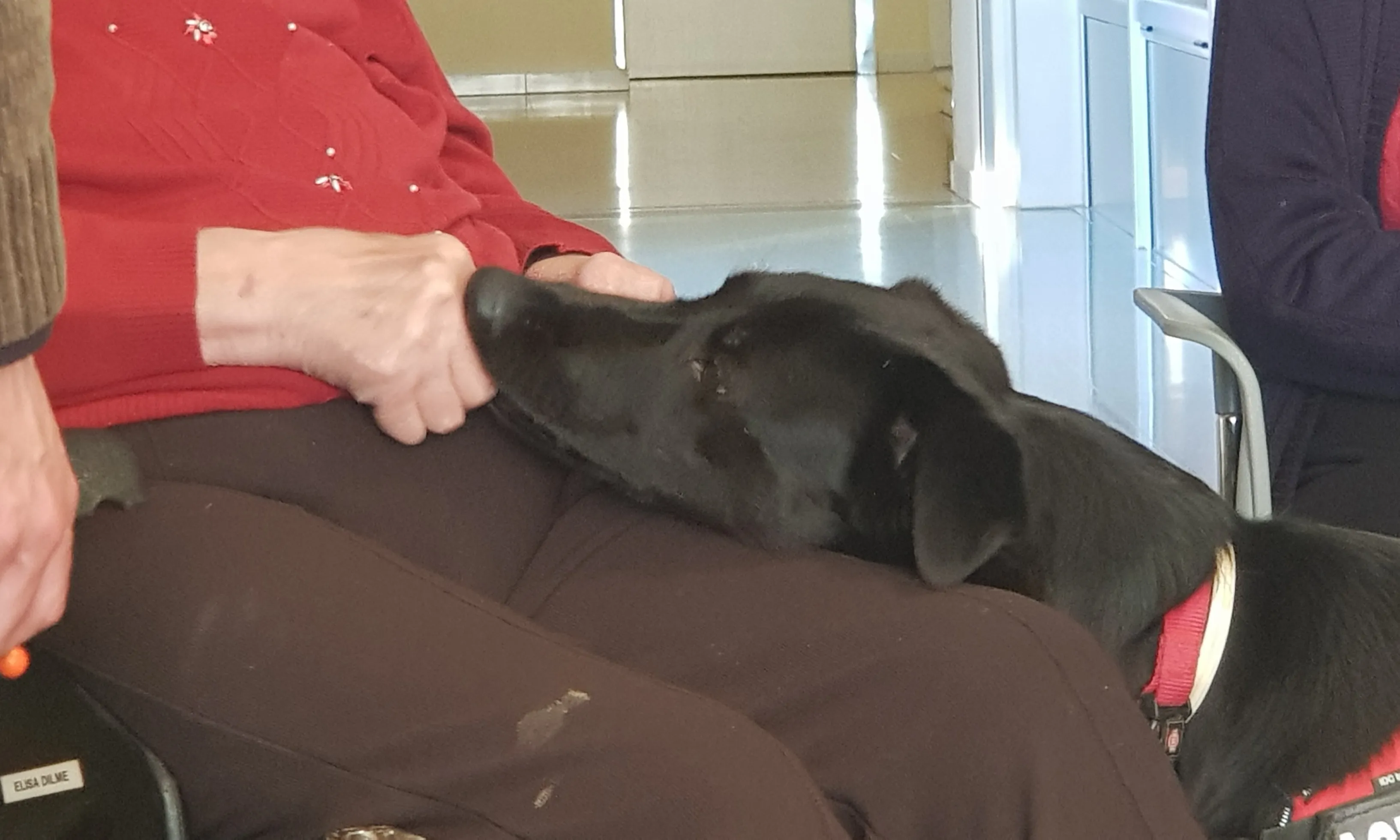 Els gossos són ensinistrats per la Residència Canina K-ssa. Font: Associació Mortiz.
