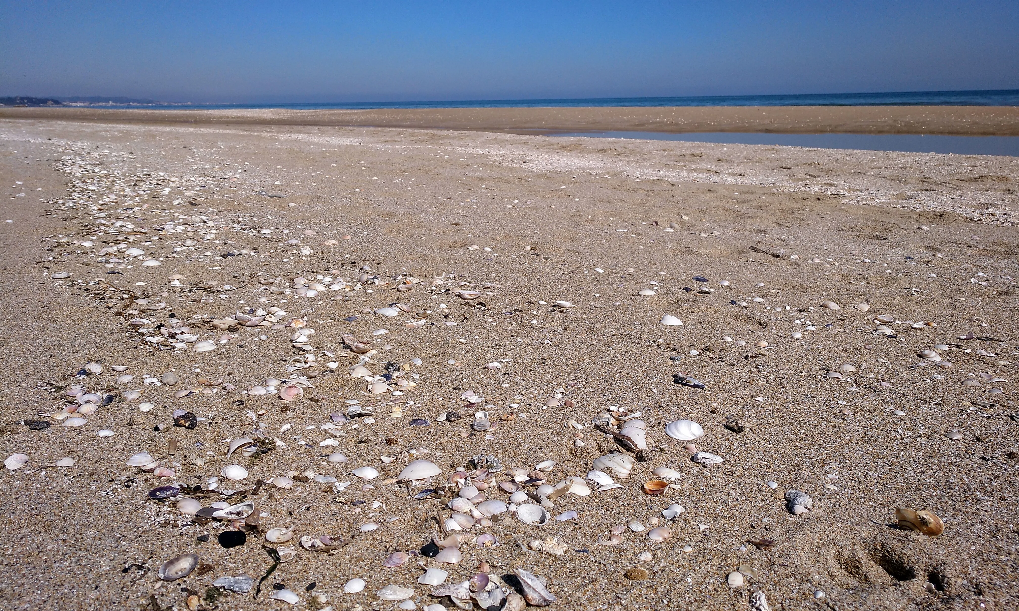 Les platges també han desenvolupat biodiversitat autòctona.