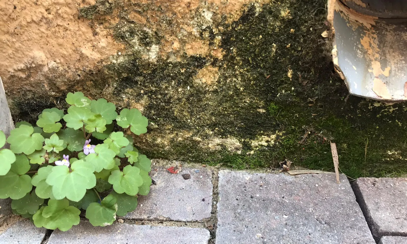Es demana als ajuntaments que no retirin immediatament la vegetació autòctona.
