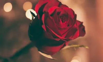 Totes les persones que vulguin participar poden escollir entre una rosa d’hospital per omplir els centres sanitaris de roses o bé una rosa solidària per qualsevol altra persona. Font: Unsplash.