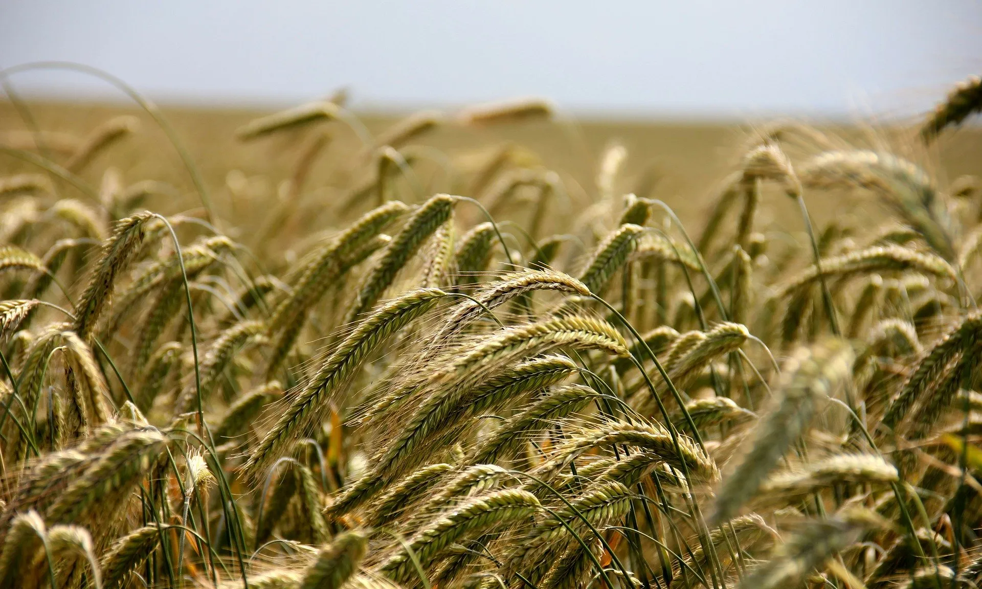 El portal ofereix tot tipus d'informació relacionada amb el món rural i el sector agrícola.
